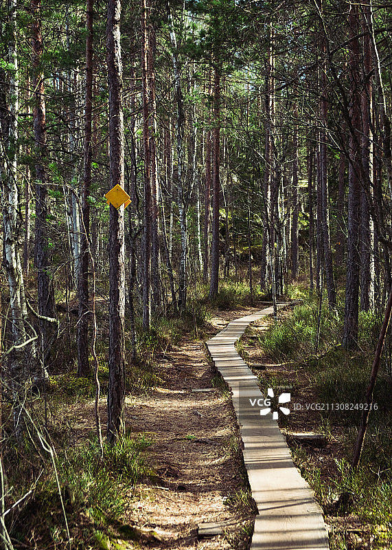 芬兰努克西奥国家公园的树木景色图片素材