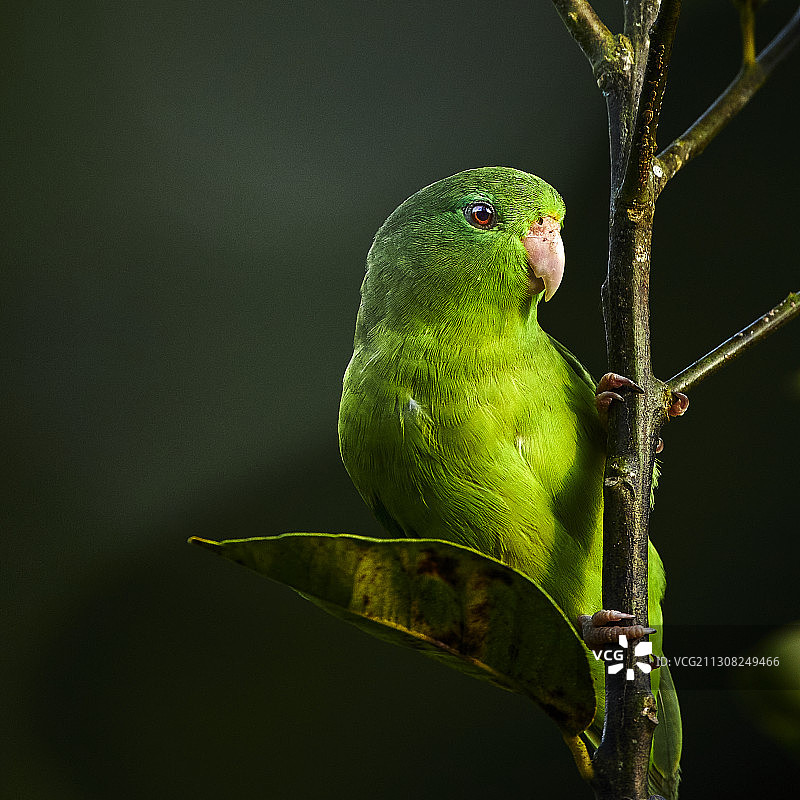 栖息在哥伦比亚皮塔利托树枝上的鸟儿特写图片素材