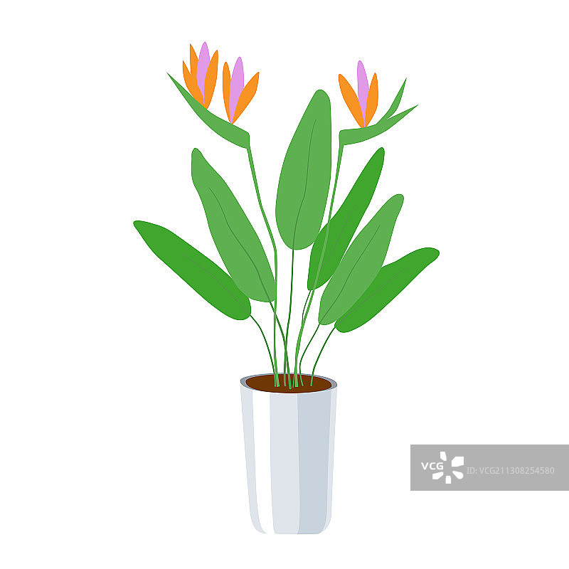 鹤望兰盆栽图片素材