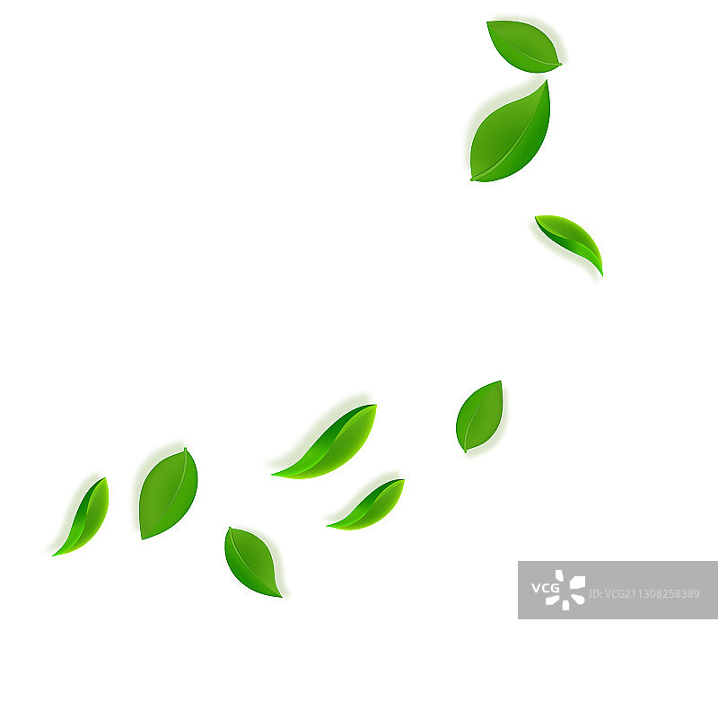 新鲜茶叶掉落图片素材