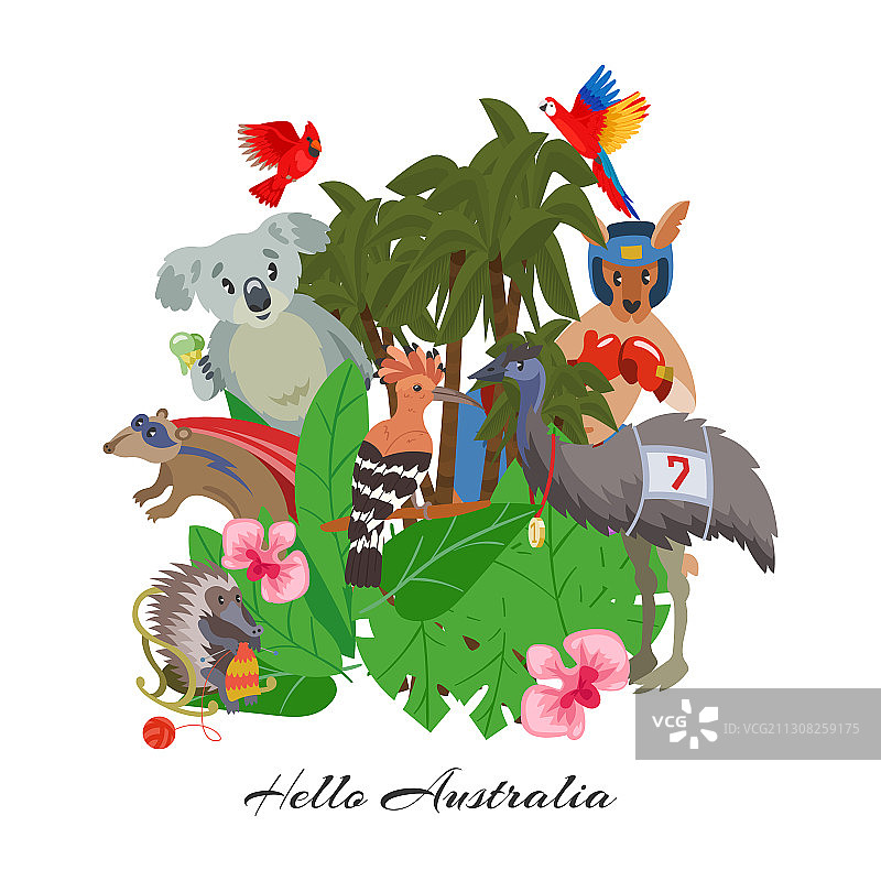 你好澳大利亚可爱野生动物图片素材