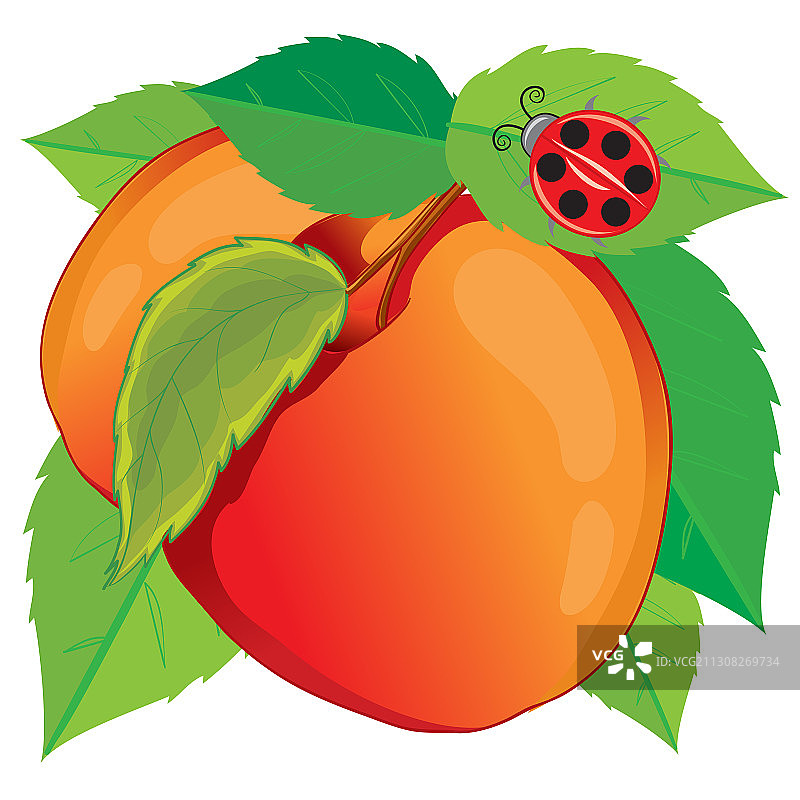 带树叶的成熟桃子组合图片素材