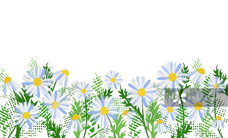 白色背景上的甘菊花全景图片素材