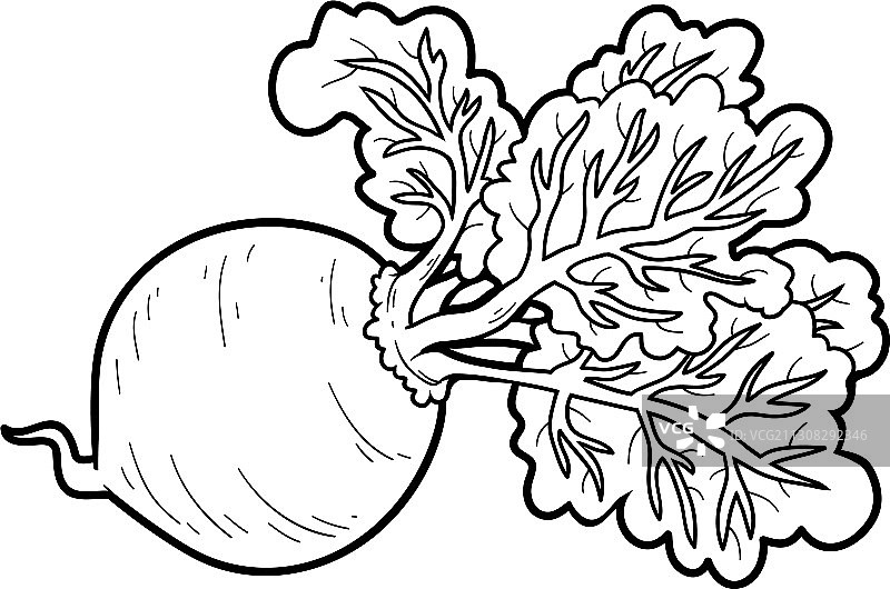 甜菜蔬菜涂色书图片素材