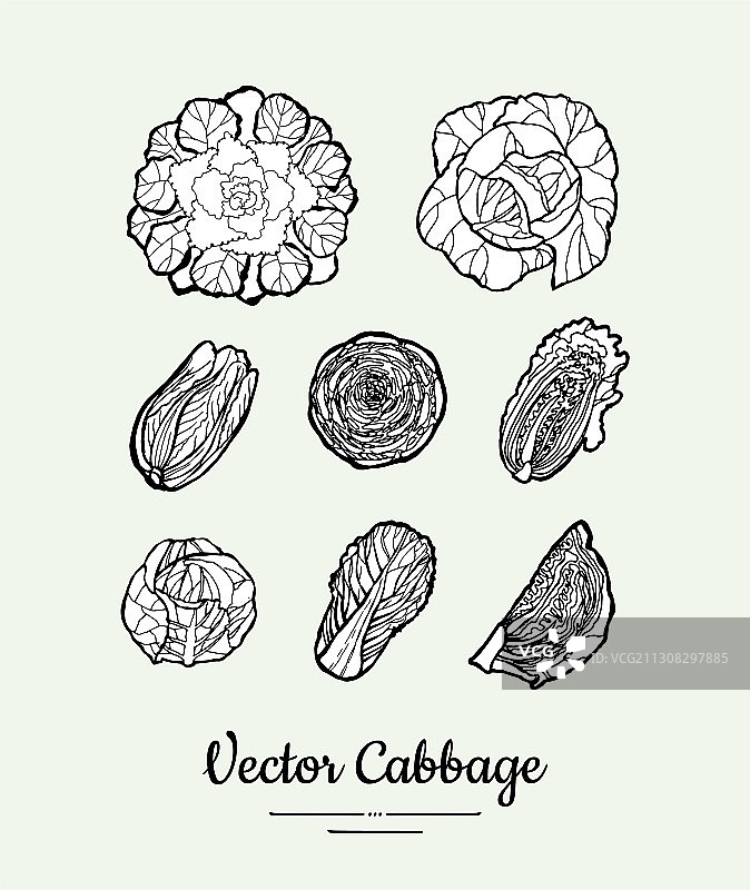 手绘黑白卷心菜合集图片素材