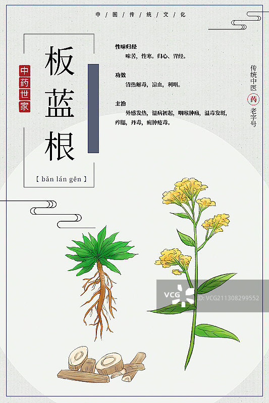 板蓝根图片素材