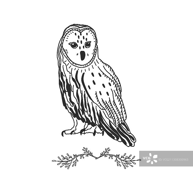 手绘黑白猫头鹰森林鸟类插画图片素材