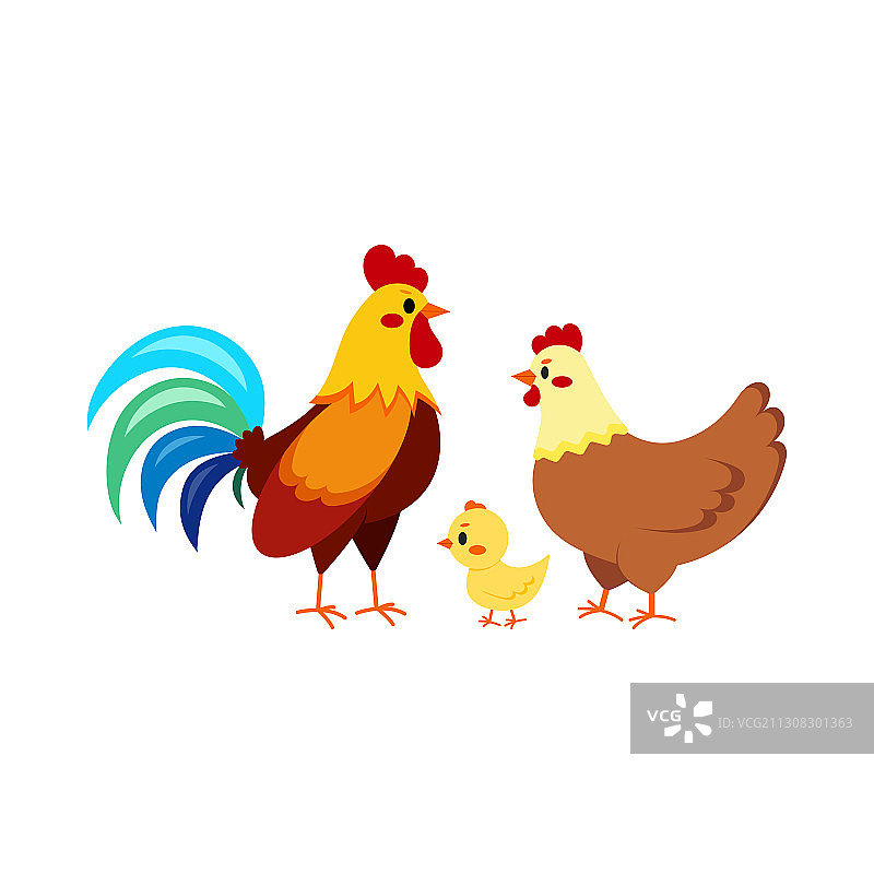 白色背景的公鸡与母鸡和小鸡图片素材
