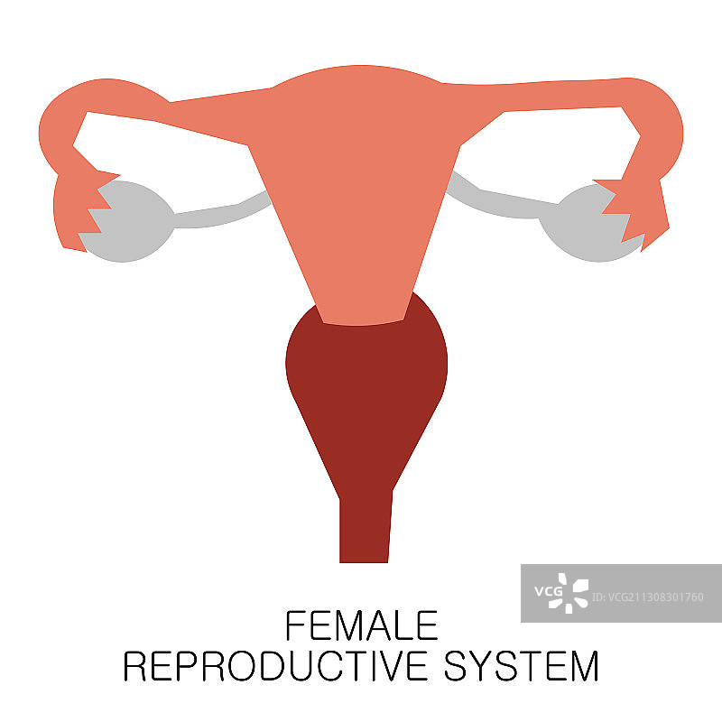 女性生殖系统子宫扁平图标图片素材