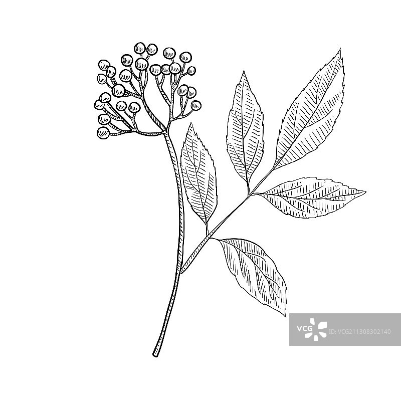 接骨木果手绘图片素材