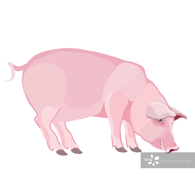 自然风格的粉色小猪单独物体图片素材