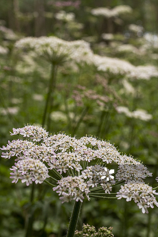 英国奥尔德哈蒙德贝克路白色植物特写图片素材