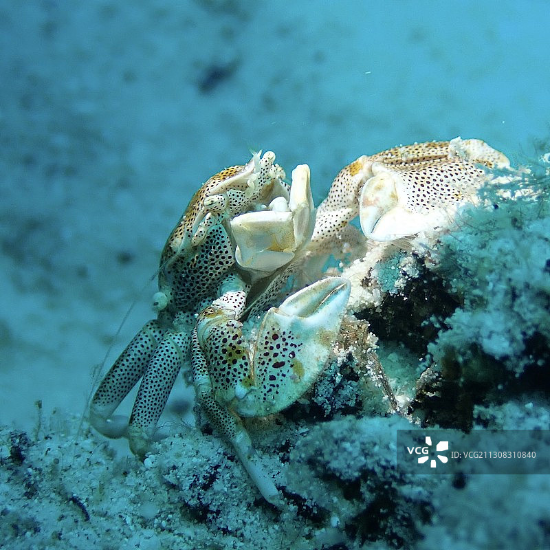 海中螃蟹游泳特写图片素材
