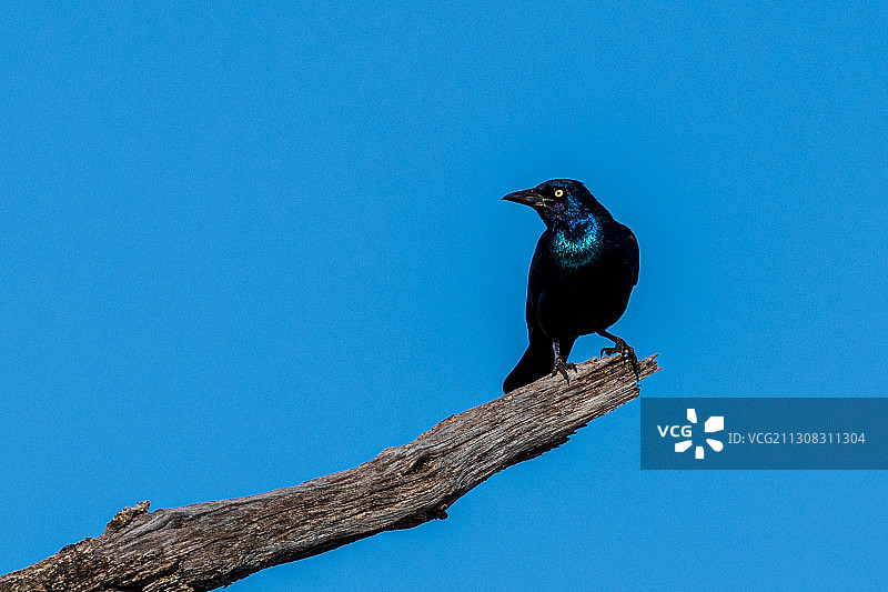 仰视视角：美国，晴朗蓝天下栖息在树上的鸟图片素材