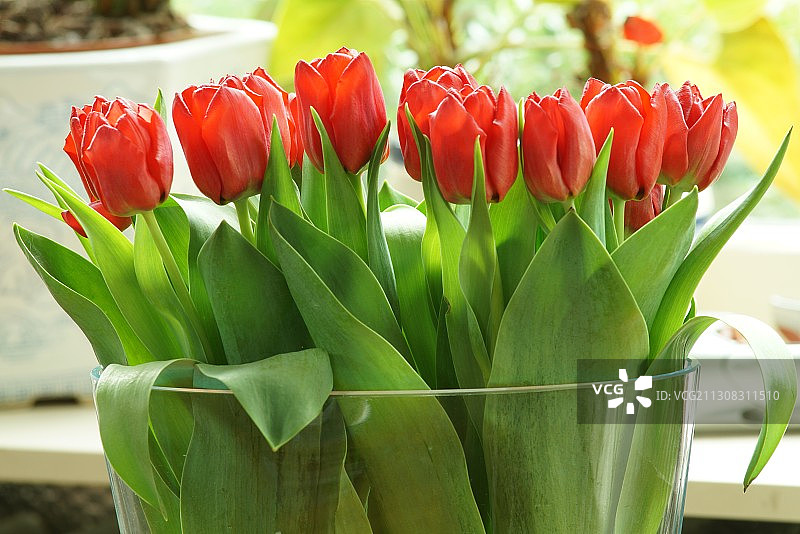 荷兰埃尔堡花瓶中的红色郁金香特写图片素材