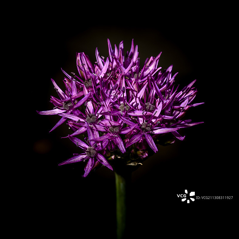 黑色背景下的紫色开花植物特写图片素材