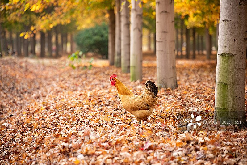 散养土鸡图片素材