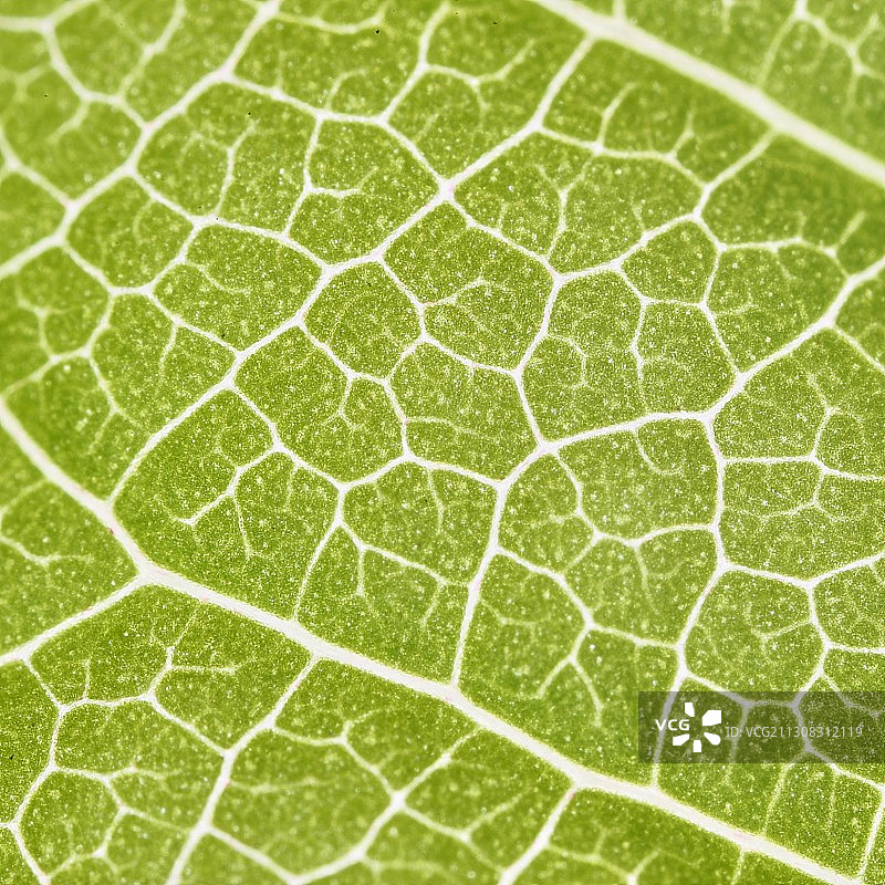 叶子特写镜头图片素材