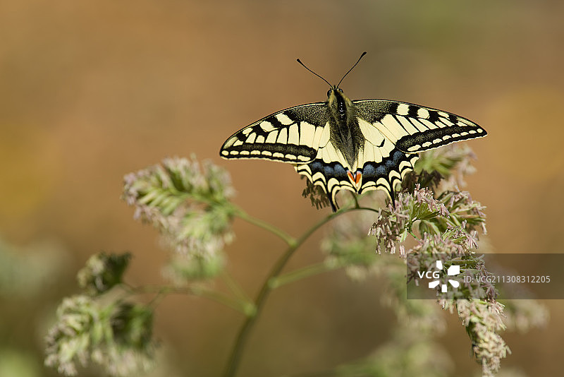 荷兰泽兰花朵上蝴蝶授粉特写图片素材