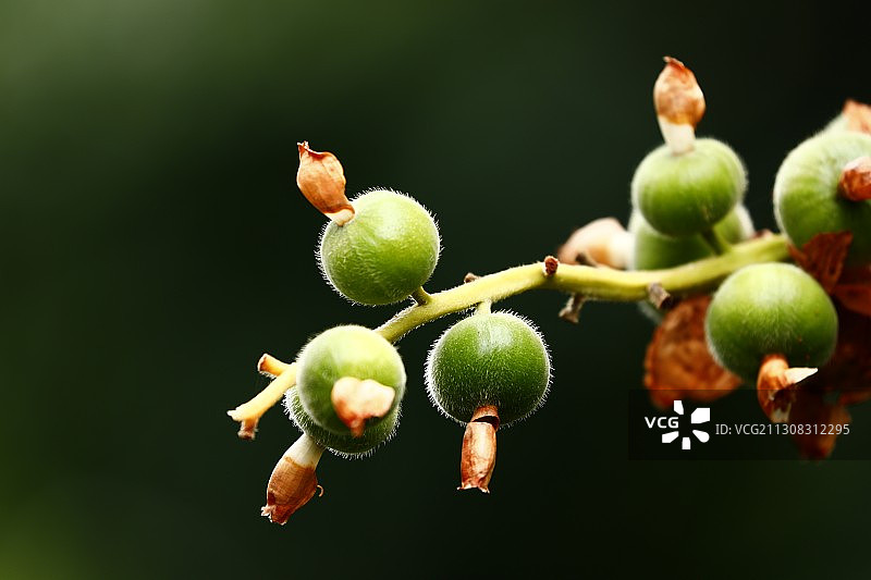 果实累累图片素材