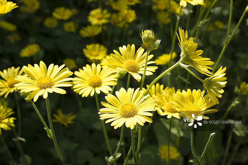 英国米恩伍德公园的黄色植物特写图片素材