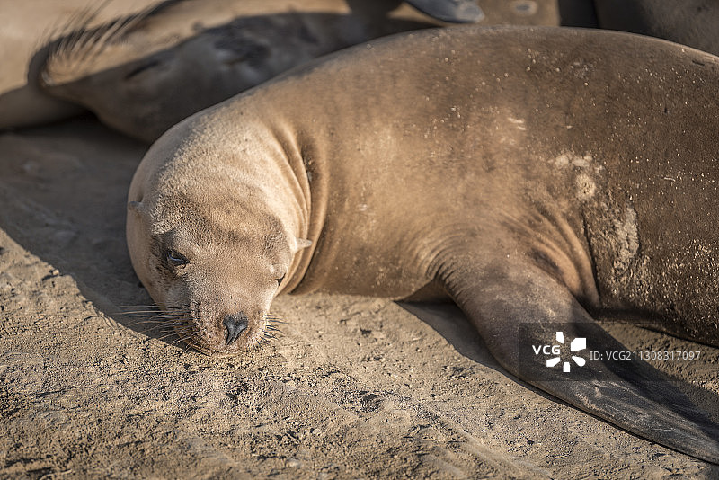 美国沙滩上熟睡的海豹特写图片素材