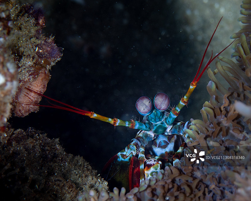 莫桑比克海中游动的鱼群特写图片素材