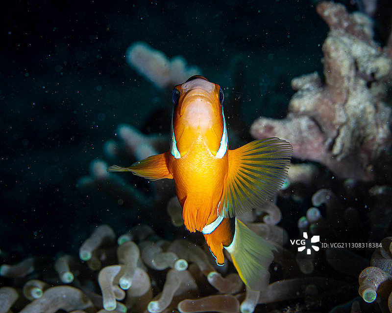 印度尼西亚西巴布亚拉贾安帕特群岛：海中游动的鱼特写图片素材