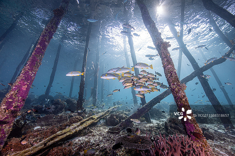 在印度尼西亚西巴布亚拉贾安帕特群岛海中水肺潜水的女人图片素材