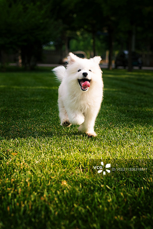 萨摩耶宠物狗图片素材