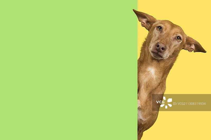 黄色背景下的狗狗站立肖像图片素材