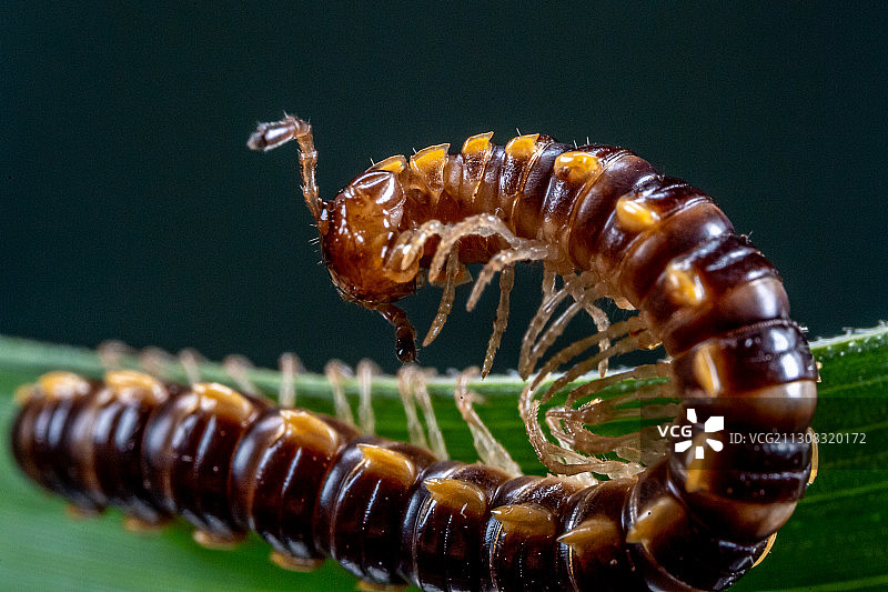 毛毛虫在叶子上特写，香港图片素材