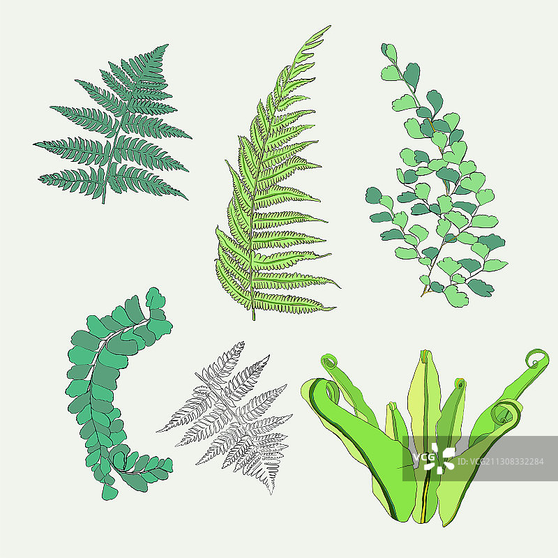 手绘植物蕨类叶子合集图片素材
