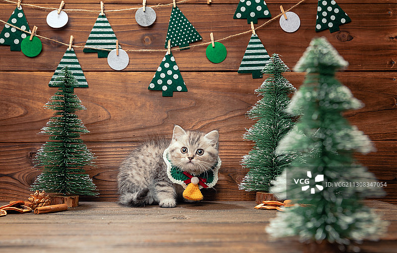 圣诞背景宠物猫图片素材