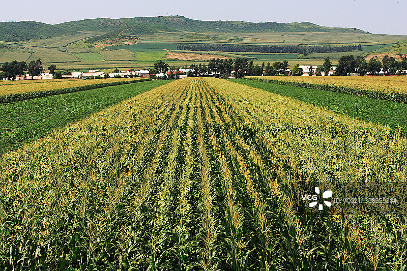 黑龙江省佳木斯市桦南县农田图片素材