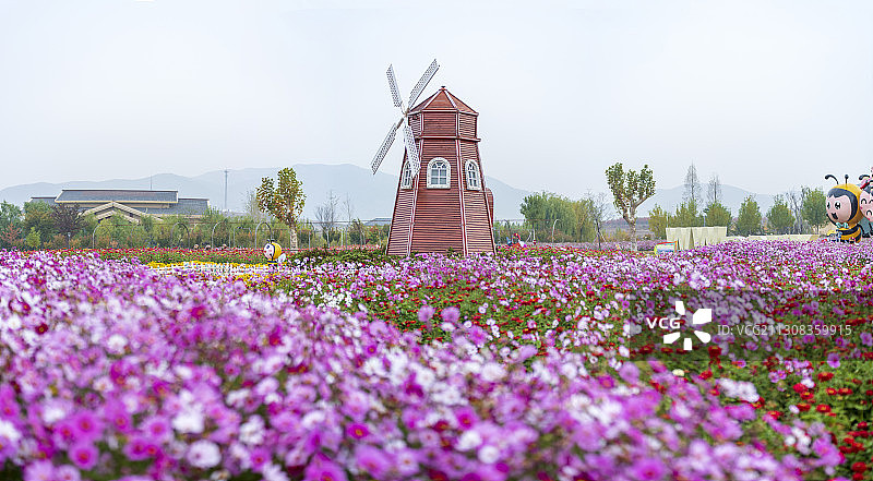 山东省莒县桑格花秋景图片素材