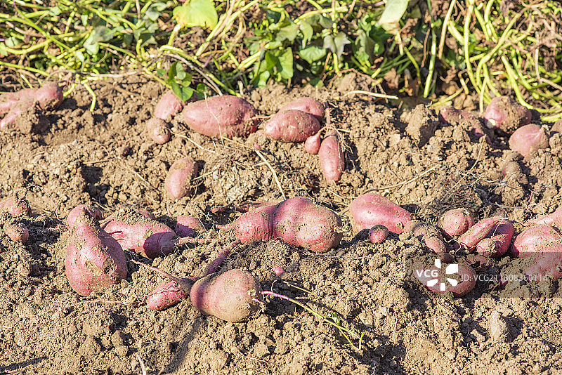 红薯地图片素材