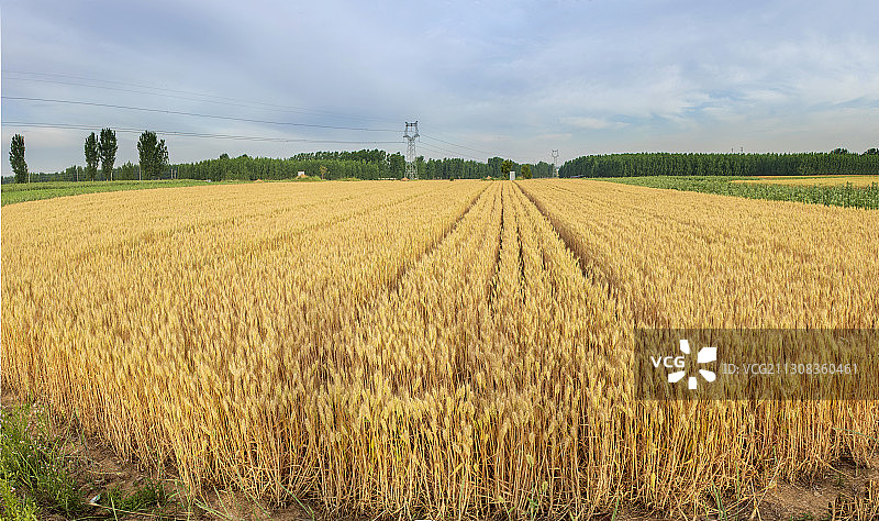 山东省日照市莒县麦田图片素材