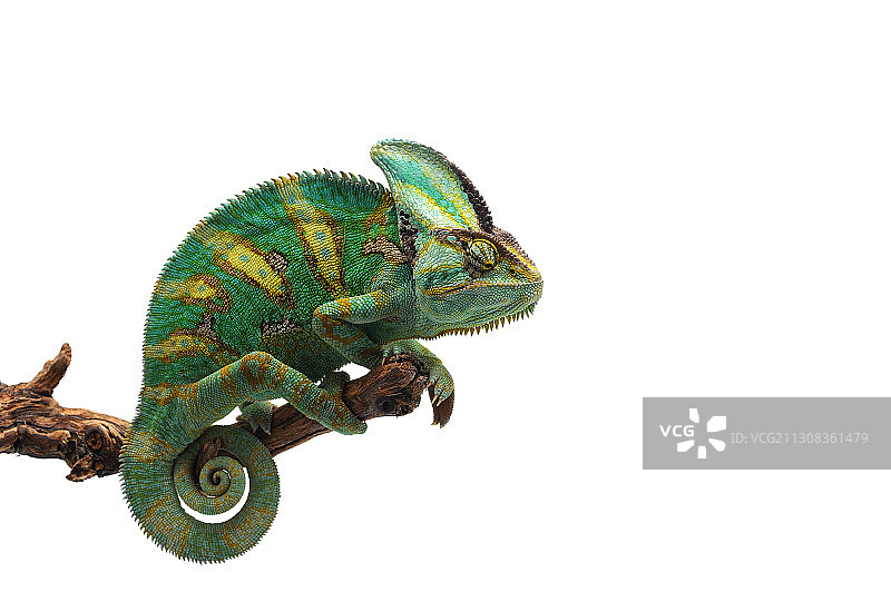 白色背景下的蜥蜴特写图片素材