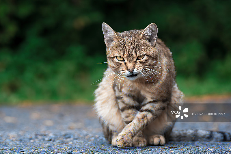 坐在路上的猫咪肖像图片素材