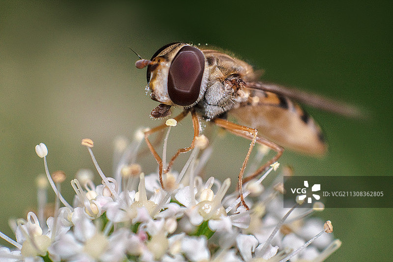 波兰科沙林花朵上的昆虫特写图片素材