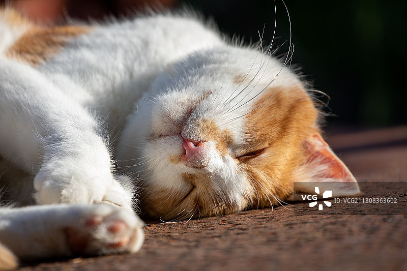 睡觉的猫的特写，意大利泰拉莫省奇维泰拉德尔特龙托图片素材