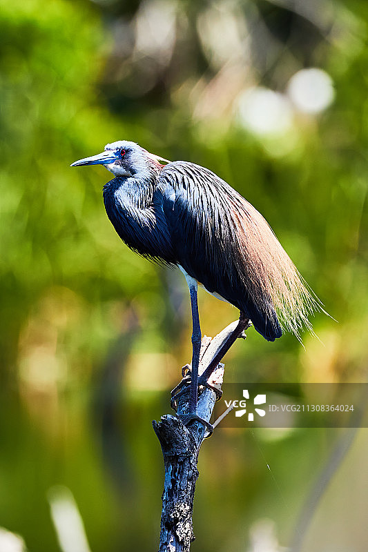 美国平克尼岛保护区树枝上栖息的鸟类特写图片素材