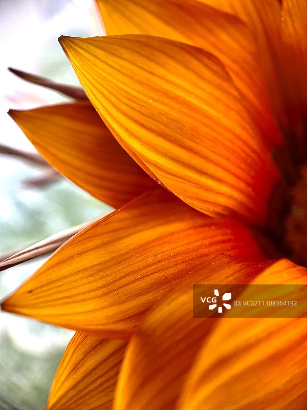 橙色花朵特写，美国俄亥俄州哥伦布图片素材