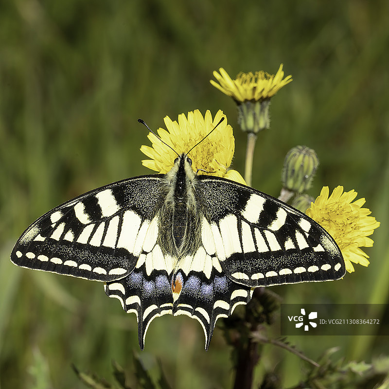 蝴蝶在花朵上采蜜的特写，阿布鲁佐，意大利图片素材