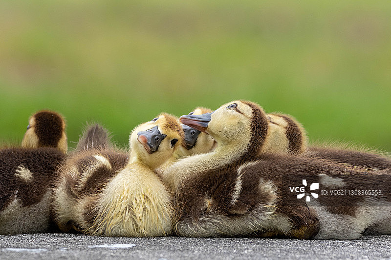 一群小鸭子，位于美国佛罗里达州皮内拉斯公园图片素材