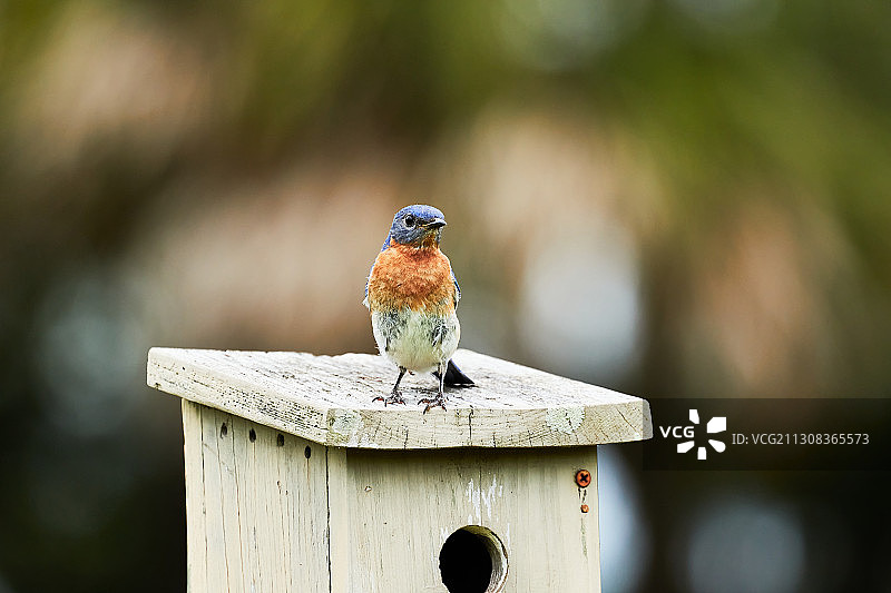 皮克尼岛自然保护区栖息木头上的鸟特写图片素材