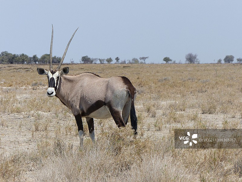 山羊站在田野上的侧面图，背景是晴朗的天空图片素材
