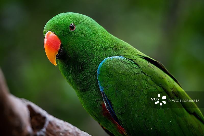 鹦鹉栖息在树枝上的特写图片素材