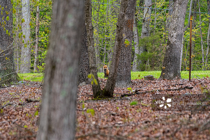 美国弗吉尼亚州利斯堡森林树木图片素材